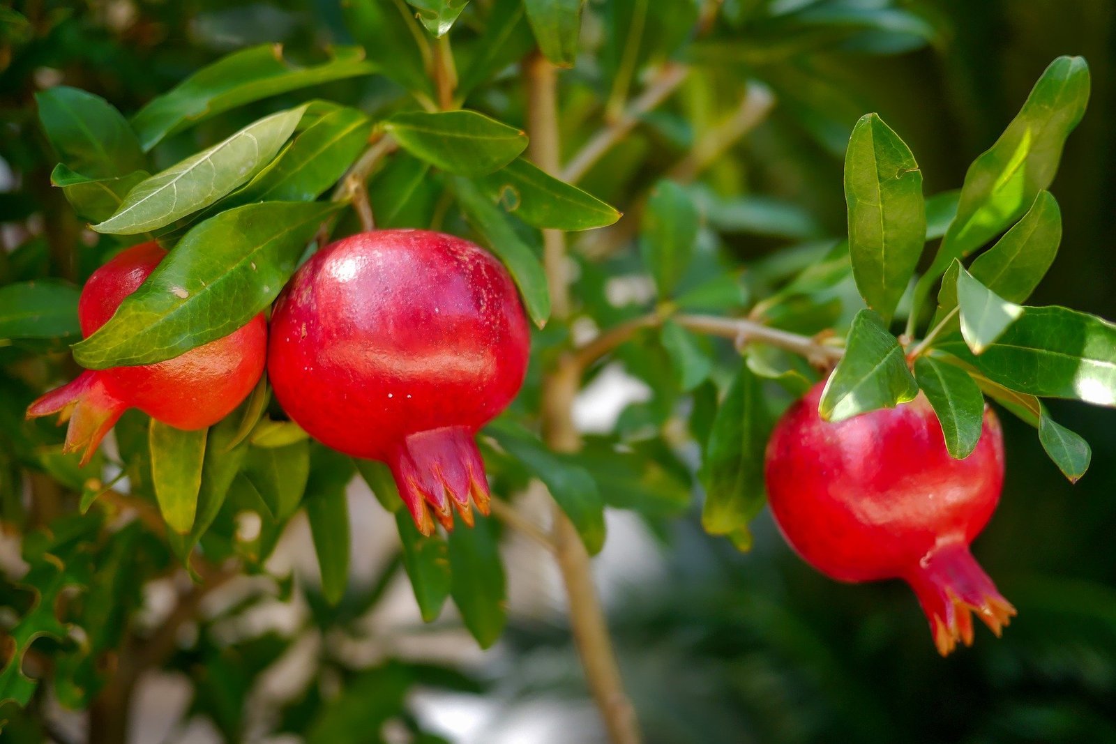 dpsr – ot8 – Fruit