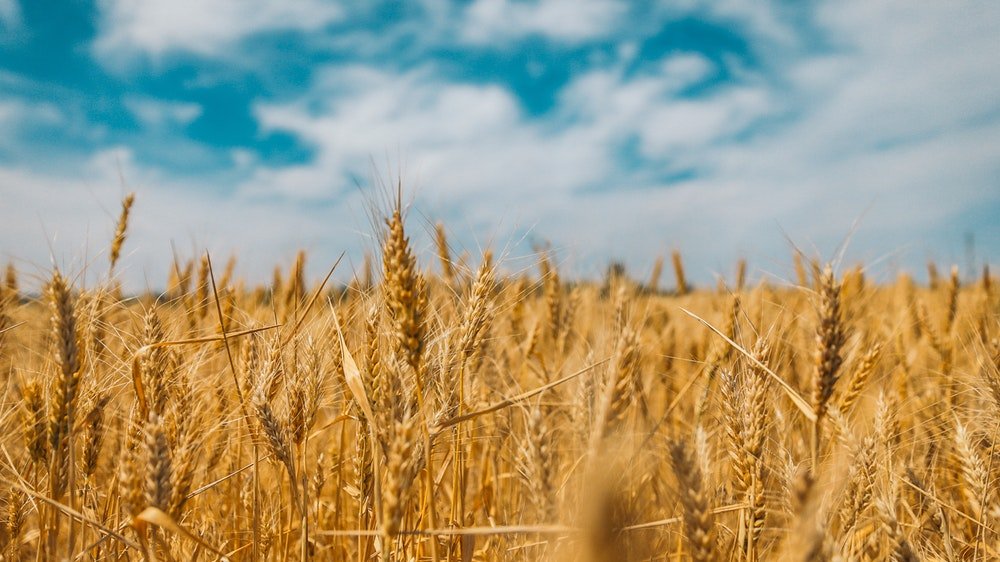 dpsr – l5 – Wheat field